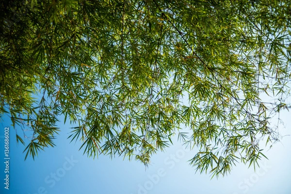 Obraz Bamboo leaves and clear sky background