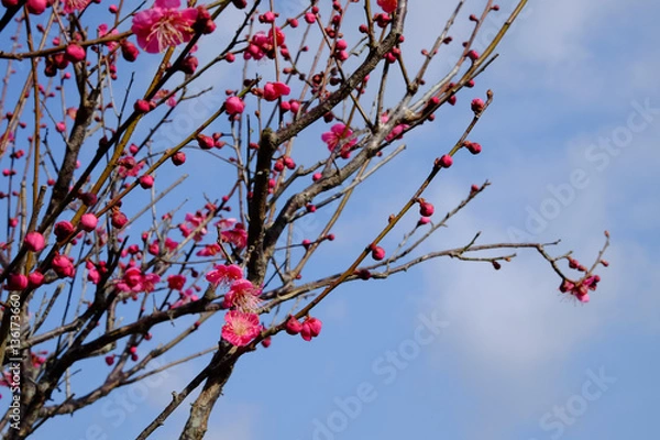Fototapeta 早咲きの梅の花