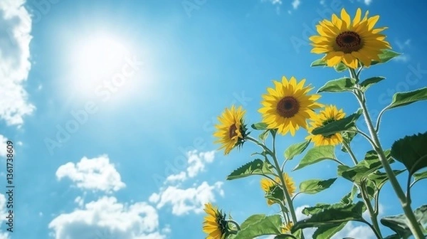 Fototapeta 青空とひまわりのイメージ