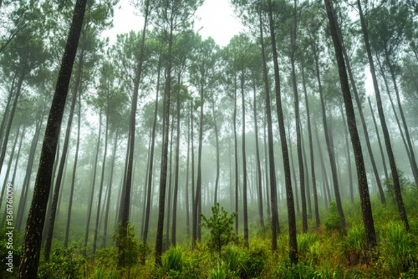 Obraz Arafed view of a roman amplis with a dramatic sunset