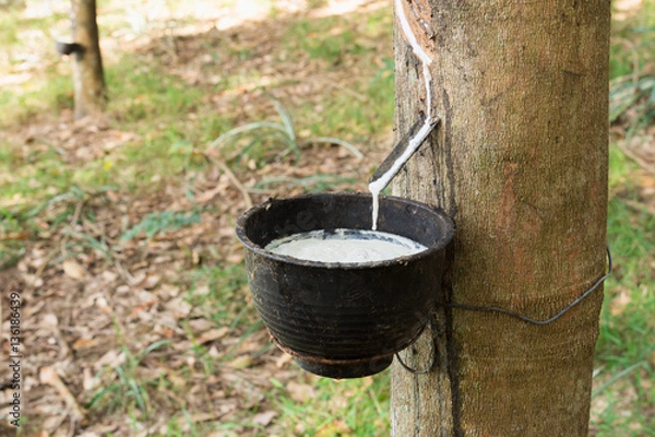 Fototapeta Tapping latex from a rubber tree
