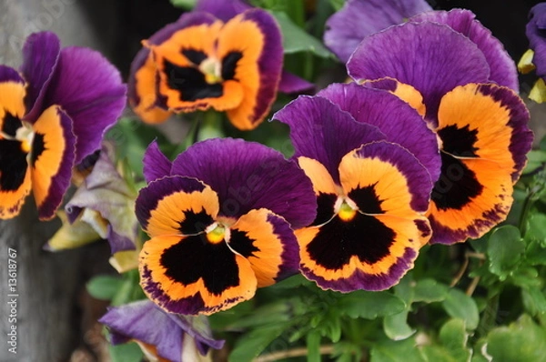 Fototapeta Stiefmütterchen