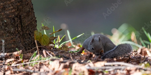 Fototapeta 可愛いニホンリス