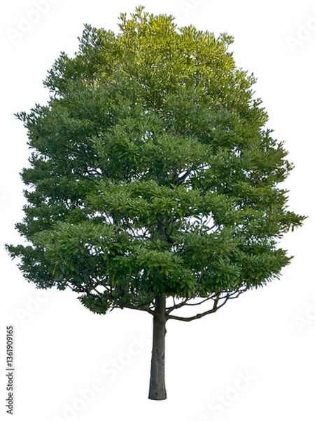 Obraz 大きな木の切抜き（背景透過）	