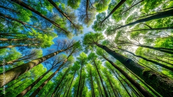 Fototapeta Lush green forest in the morning with sunlight filtering through the trees