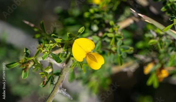 Fototapeta Cyclopia, the honeybush, or heuningbos in Afrikaans, is a genus of some 20 species of flowering plants in the legume family Fabaceae, subfamily Faboideae. Species of the genus are native to the southe