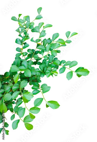Fototapeta green plant with  tree branch on transparent background png, green leaves isolated on PNG transparent background,