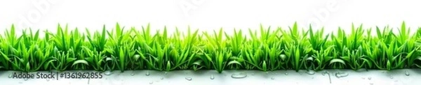 Fototapeta Green grass patch with dew drops isolated on white background,  greenery, green
