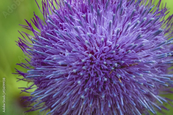 Fototapeta Thistle
