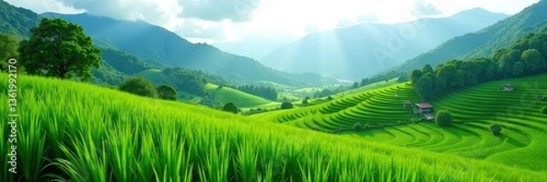 Fototapeta Green landscape with lush mountain hills and vibrant rice fields in a serene village setting, nature,  hills