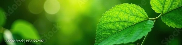 Fototapeta Green leaf with intricate veins and vibrant hues, bathed in sunlight against a blurred greenery background in a tranquil garden setting,  ecology,  blurred greenery
