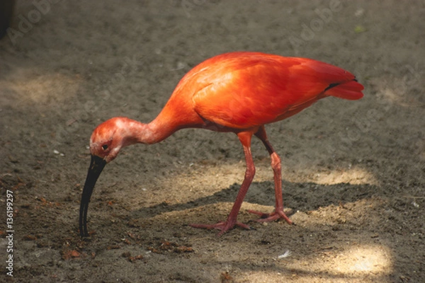 Obraz Red Ibis