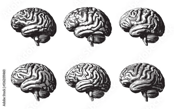 Fototapeta Silhouette brain icon set black and white.
