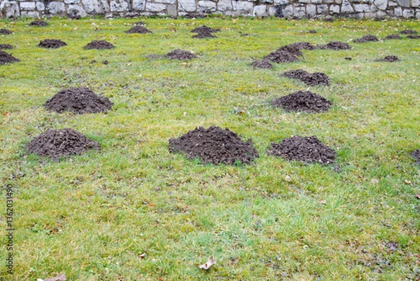 Fototapeta Maulwurfshügel auf Wiese 6