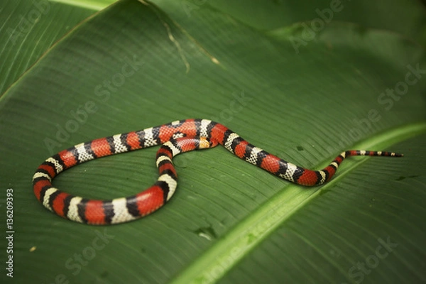 Obraz Scarlet snake in Florida