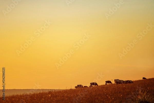 Obraz Cows graze on a hill during sunset in autumn. Orange colors, selective focus