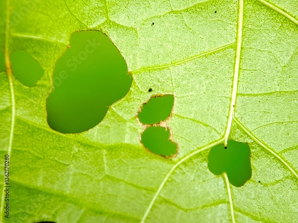 Obraz vibrant green leaf with small holes, showcasing its intricate texture and natural