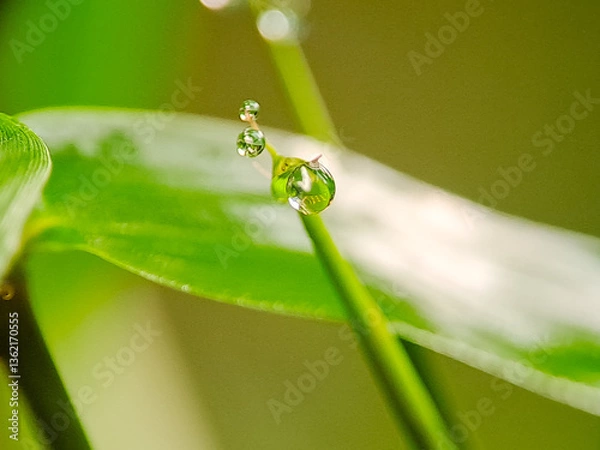 Obraz delicate dew drops cling to a blade of grass, reflecting the surrounding greenery. Perfect for nature photography, serene backgrounds