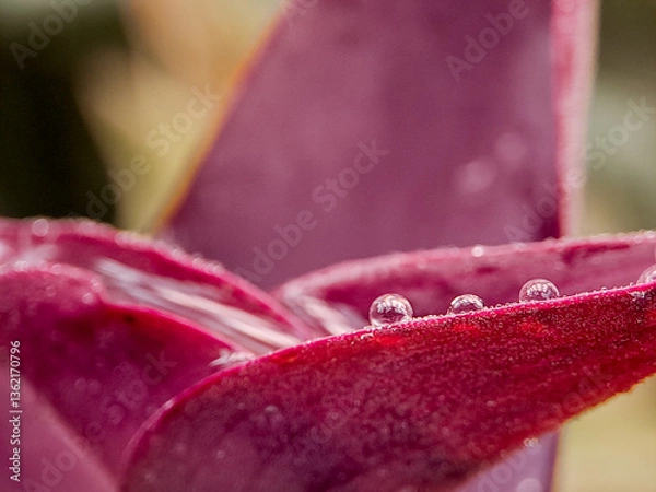 Obraz vibrant red flower petal revealing its delicate center and texture. Perfect for botanical studies, macro photography