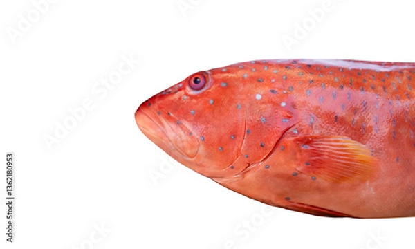 Fototapeta red fish Grouper  on white background