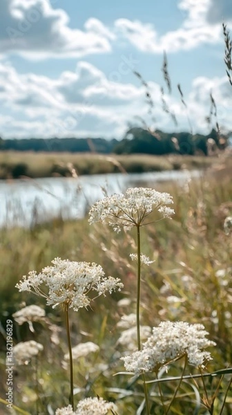 Fototapeta White wildflowers bloom by a tranquil river under a bright sky in a serene landscape setting during late afternoon