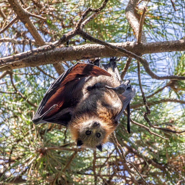 Fototapeta An alert grey-headed flying-fox, Pteropus poliocephalus, looking at camera while hanging upside down from a tree branch, its wings half open.