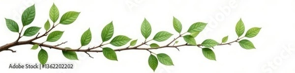 Fototapeta Isolated branches with leaves on white background, botanical art, nature, tree