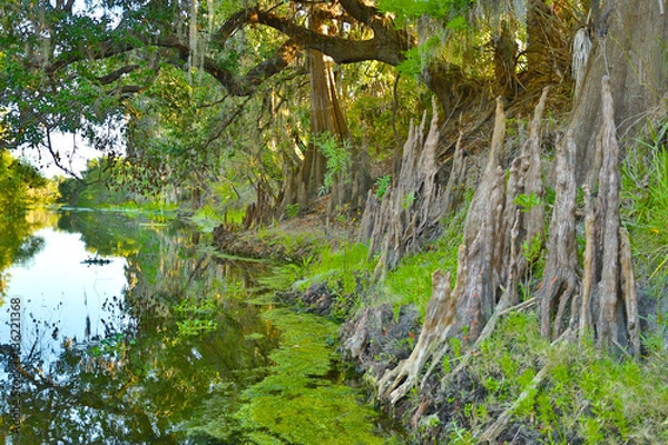 Fototapeta Peace river in Central Florida