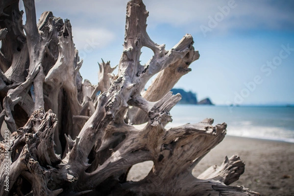 Obraz Driftwood
