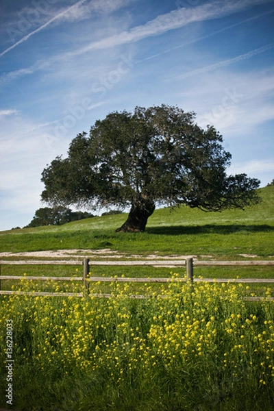 Obraz Greener Pastures