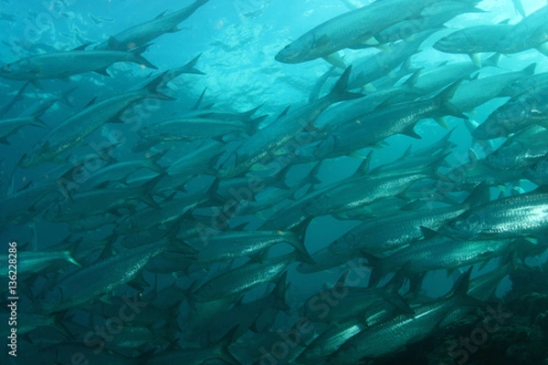 Obraz schooling tarpon in Florida