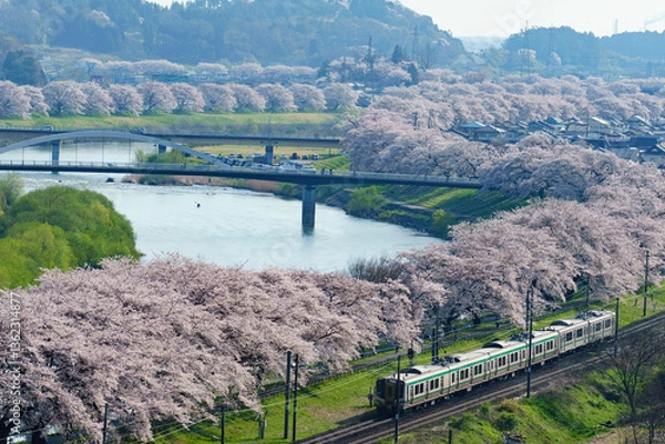 Fototapeta 一目千本桜
