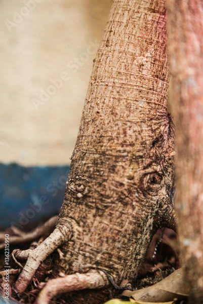 Fototapeta trunk of tree,  roots of tree and trunk in summer season, selective focus with blur.
