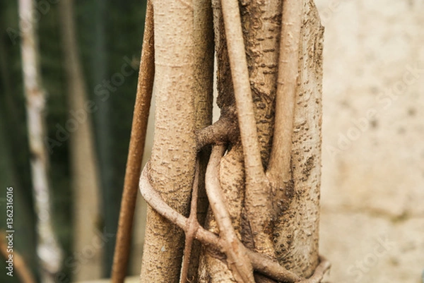 Obraz trunk of tree,  roots of tree and trunk in summer season, selective focus with blur.
