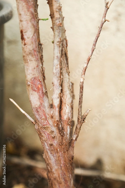 Fototapeta trunk of tree,  roots of tree and trunk in summer season, selective focus with blur.
