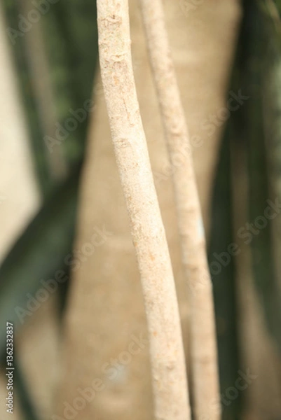Obraz trunk of tree,  roots of tree and trunk in summer season, selective focus with blur.
