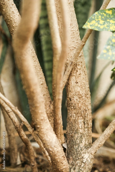 Obraz trunk of tree,  roots of tree and trunk in summer season, selective focus with blur.
