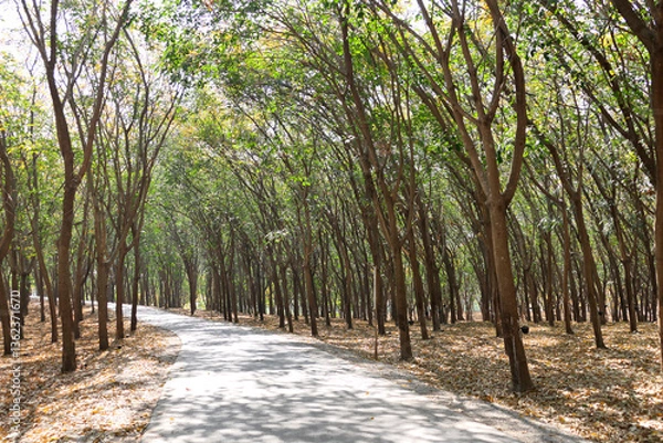 Obraz Rubber plantations are planted in rows and ready for tapping