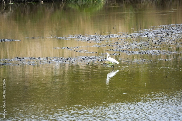 Fototapeta Aigrette marchant dans un étang au milieu des plantes aquatiques