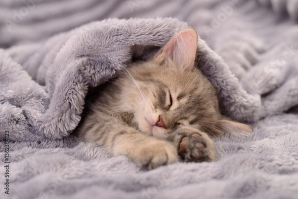 Obraz Kitten sleeping on blanket.