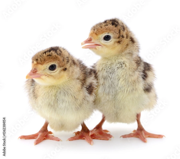 Obraz Chicken turkeys isolated