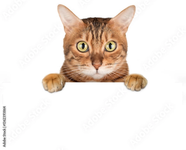 Fototapeta Curious Bengal cat peeking out from behind white surface.