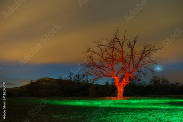 Obraz Red tree in a bright night.