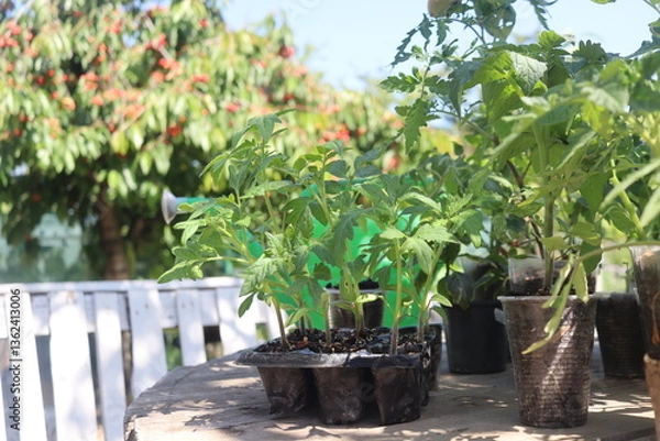 Obraz close-up of tomato and other vegetable seedlings on a wooden table in the garden on a spring day