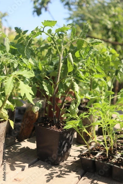 Obraz close-up of tomato and other vegetable seedlings on a wooden table in the garden on a spring day