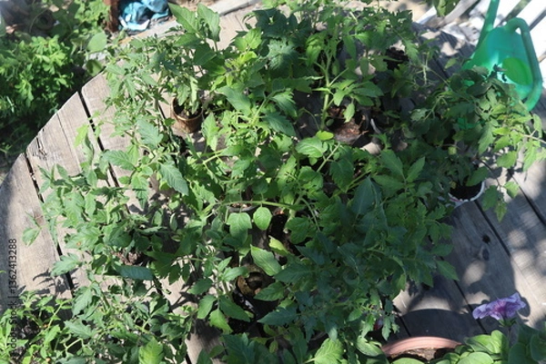 Obraz close-up of tomato and other vegetable seedlings on a wooden table in the garden on a spring day