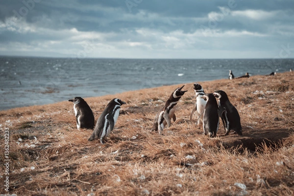 Obraz penguin on the beach in isla magdalena patagonia