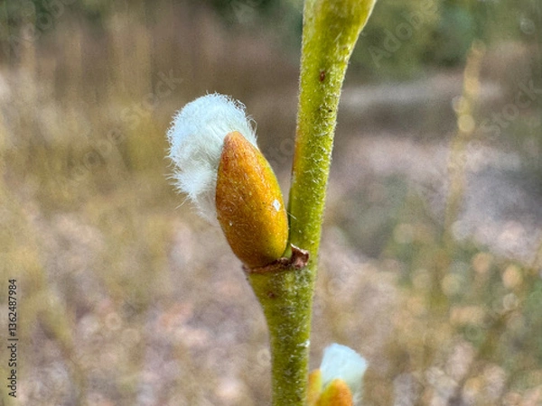 Fototapeta Close-up of a young bud of a plant preparing for budding in spring