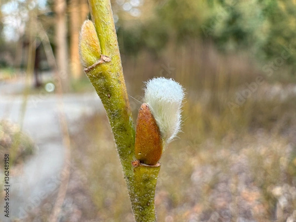 Fototapeta Close-up of a young bud of a plant preparing for budding in spring
