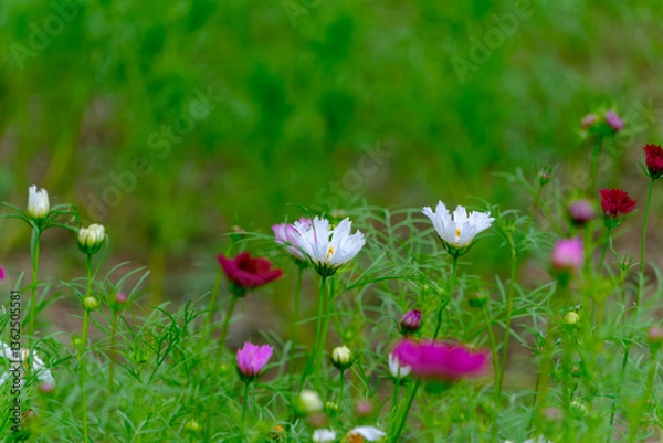 Fototapeta 初秋に咲く色とりどりのコスモス